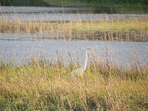 Cumberland Island Wildlife - Picture of Amelia River Cruises & Charters, Fernandina Beach ...