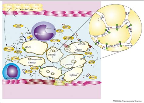 Platelet plug formation can proceed beyond the purpose of haemostasis ...