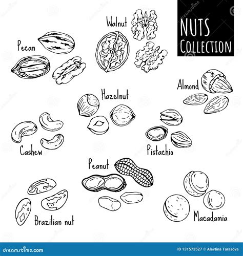 Nuts sketch stock vector. Illustration of natural, isolated - 131573527