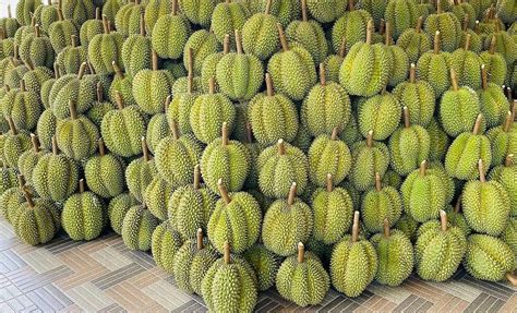 DURIAN LEADS FRUIT EXPORT TURNOVER