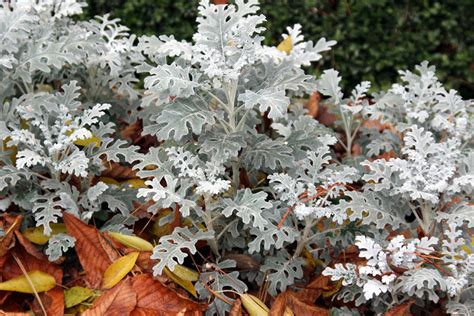 Senecio cineraria | Senecio cineraria | manuel m. v. | Flickr