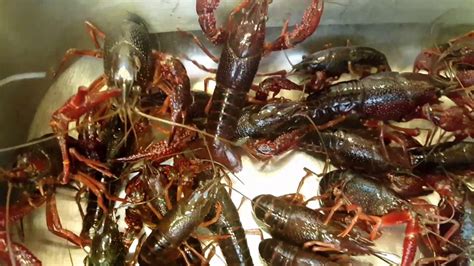 Alive Crawfish - YouTube