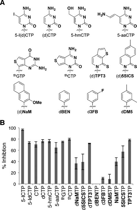 (A) Structure of nucleobase-modified nucleoside triphosphates used for ...