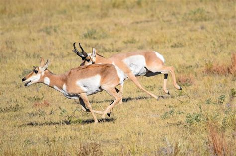 Hunting Pronghorn on Colorado’s Eastern Plains - Colorado Outdoors Online