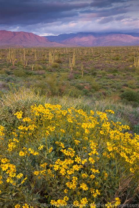 Tonto National Forest | Photos by Ron Niebrugge