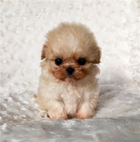 Micro Teacup Maltipoo Puppy for sale! | iHeartTeacups