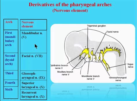 Branchial Pouch Derivatives