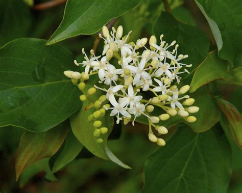 12 Types of Dogwood Trees and Shrubs