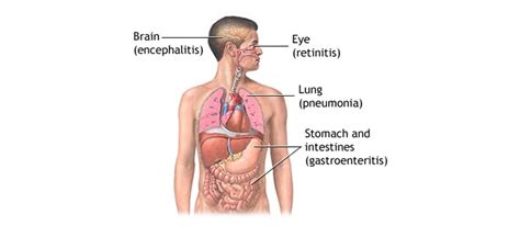 Diagnostic and Therapeutic Procedures in Gastroenterology - Neoalta ...