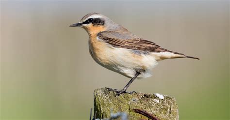 Northern Wheatear | Audubon Field Guide