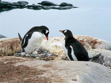 Penguin food source ‘could be reason some populations are dwindling’