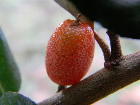 Can you eat silverthorn berries - and do they taste good? | The ...