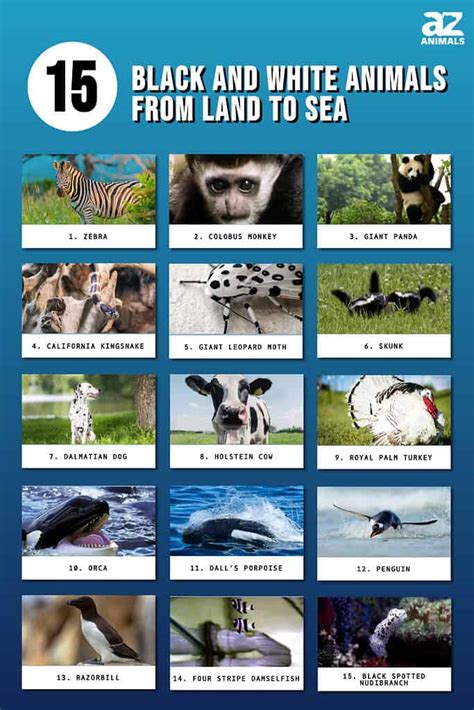 15 Black And White Animals (Complete List From Land To Sea) - A-Z Animals