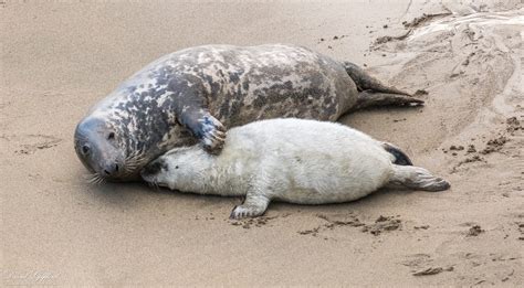 Grey Seal Mother and Pup | David Gifford Photography