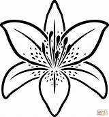 Tiger Lily coloring Page  Free Printable Coloring Pages sketch template