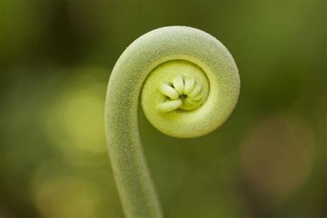 Growing Fiddlehead Ferns at Home