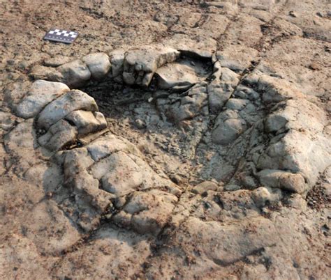 Triassic Dinosaur Footprints Discovered in Wales | Sci.News