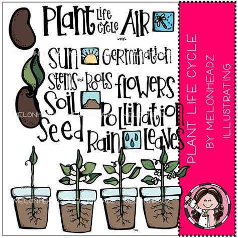 Plant Life Cycle Clip Art - Etsy