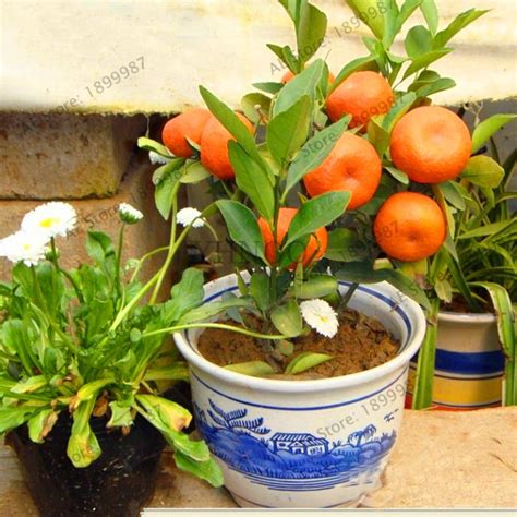 Dwarf Mandarin Orange Tree Seeds - BestSeedsOnline.com - Free Shipping ...