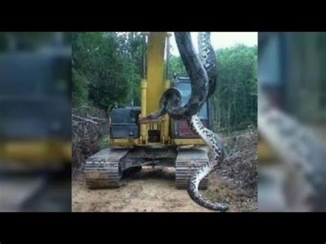 Watch: The Largest Anaconda Ever Recorded (33-Foot-Long) - Animals ...