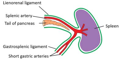 Spleen , location, relations hilum, peritoneal folds attached , Anatomy QA