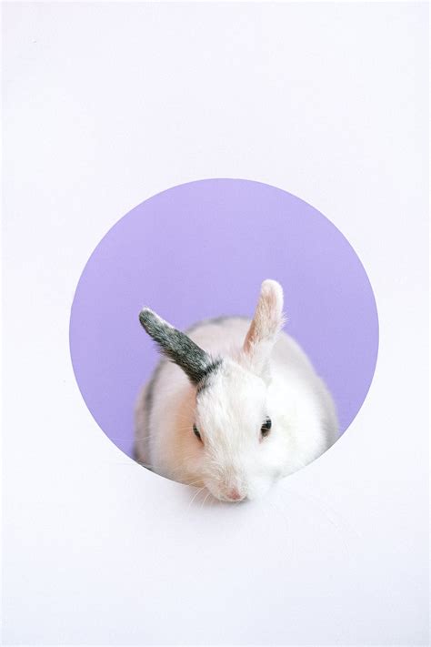 Close Up Photo of Rabbit · Free Stock Photo