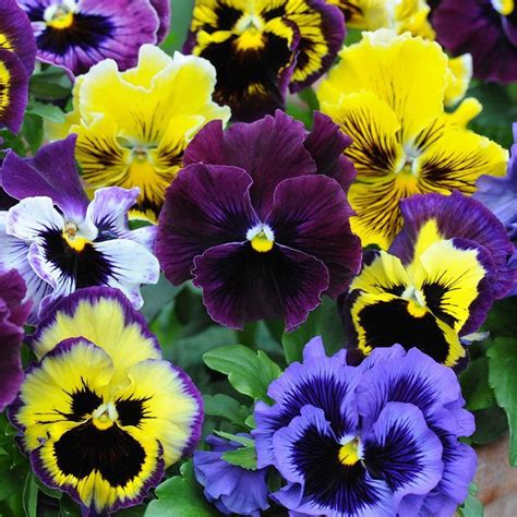 50 Frilly Giant Winter Pansy Seeds - Welldales