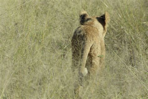 Free stock photo of africa, animal, baby