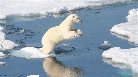 Polar Bears Threatened With Extinction, Elevated Temperature Destroys ...