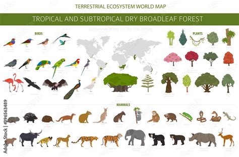 Tropical and subtropical dry broadleaf forest biome, natural region infographic. Seasonal ...