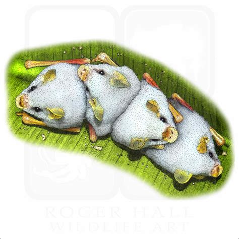 Honduran White Bats - Signed Fine Art Print - inkart