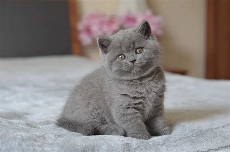 British Shorthair Females - British Shorthair cats and kittens. UA ...