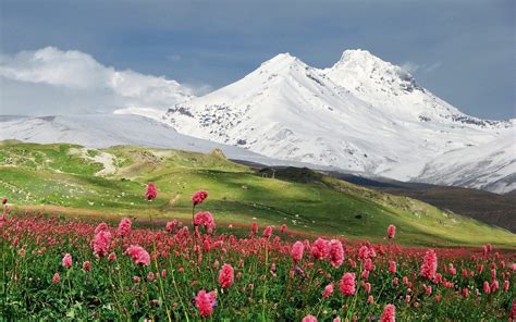 Fleurs de montagne Field Landscape HD De Bureau Fond d'écran: Language: Haute Définition: Fullscreen