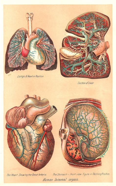 Antique Images: Vintage Medical Clip Art: Human Body Graphic of 4 Human Internal Organs