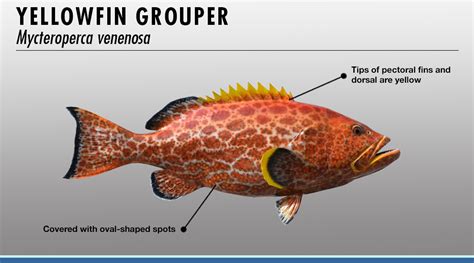 Grouper Identifier | FISHTRACK.COM