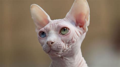 Prices Of Sphynx Cat?