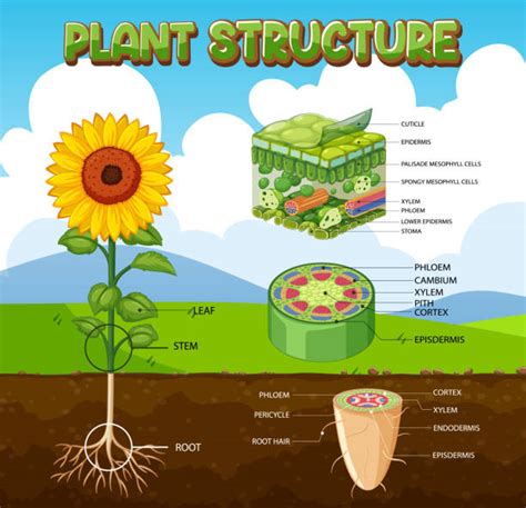 Pericycle Illustraties en vectorbeelden - iStock