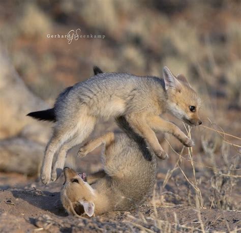 Cape fox pups playing https://ift.tt/2PsZSdN | Fox pups, Animals, Animal photo