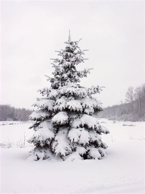 Snowy pine tree stock photo. Image of isolated, bough, lone - 176912