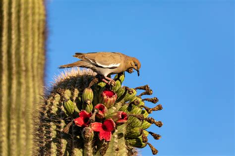 Saguaro National Park: The Complete Guide for 2023 (with Map and Images) - Seeker