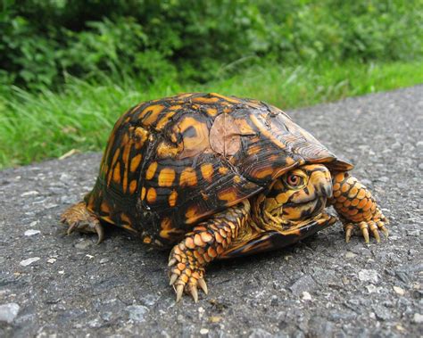 8 Box Turtle Varieties That Make Great Pets | MyPetCareJoy