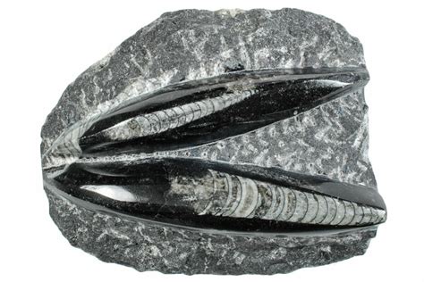 4.55" Polished Fossil Orthoceras Plate - Morocco (#261308) For Sale - FossilEra.com