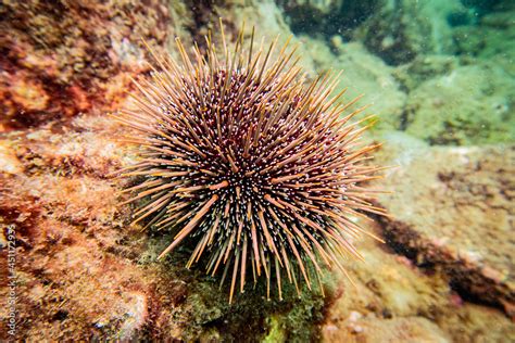 Kina Sea Urchin New Zealand Stock Photo | Adobe Stock