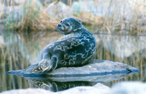 Saimaannorppa aka Saimaa ringed seal can only be found in Finland and ...