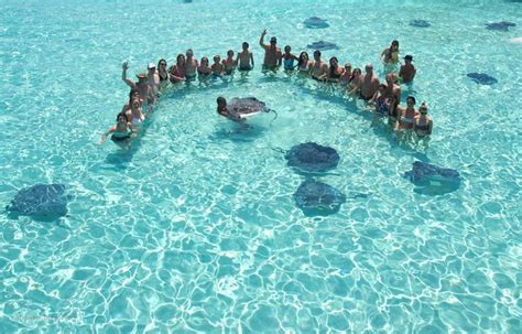 Meeting the stingrays at Stingray City | Stingray city grand cayman ...