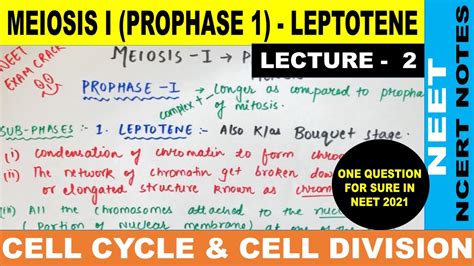 Leptotene Stage - Prophase 1 of Meiosis - 1 | Bouquet Stage | Class 11 | NCERT Notes |NEET 2021/ ...