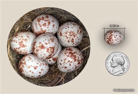 Carolina Chickadee: Nest and Eggs - Avian Report