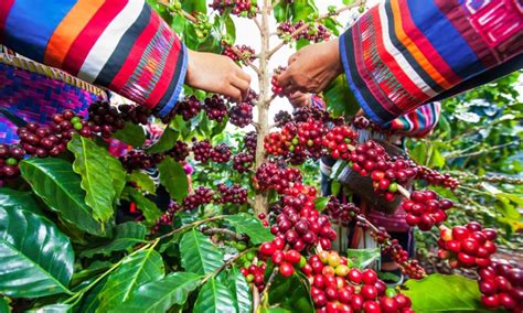 What the coffee industry could look like in 2050 - New Ground