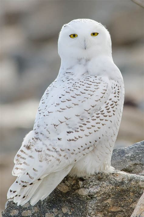 Connecticut Audubon Society: Snowy Owl at Stratford Point