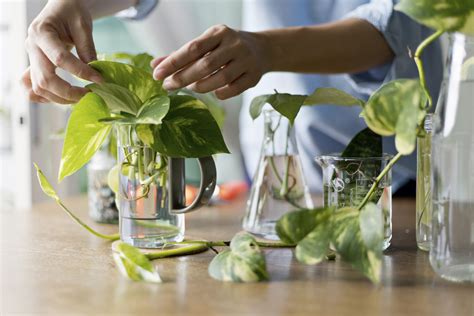 The beginner’s guide to propagating plants